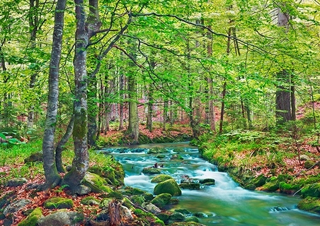 Image 3FK5194 Frank Krahmer Forest brook through beech forest, Bavaria, Germany