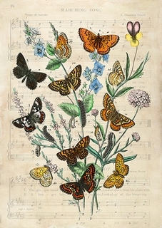 3SL5361-Stef-Lamanche-European-Butterflies,-After-Kirby