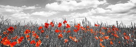 4FK3143-Poppies-in-corn-field-Bavaria-Germany-PAYSAGE--Frank-Krahmer