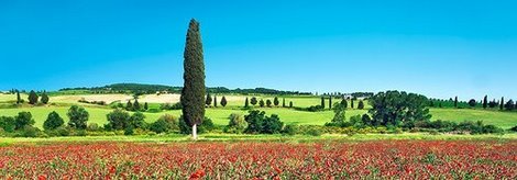 Image 4FK3158 Cypress in poppy field Tuscany Italy PAYSAGE  Frank Krahmer