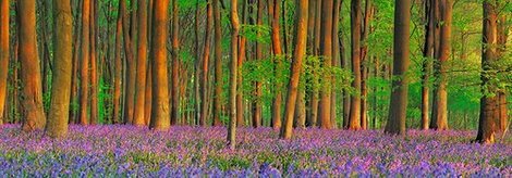 Image 4FK3164 Beech forest with bluebells Hampshire England PAYSAGE  Frank Krahmer