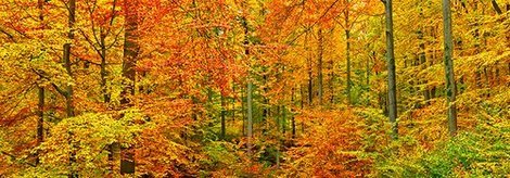 Image 4FK3174 Beech forest in autumn Kassel Germany PAYSAGE  Frank Krahmer