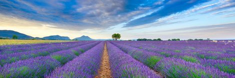 4FK4214-Lavender-Field-France-PAYSAGE--Frank-Krahmer