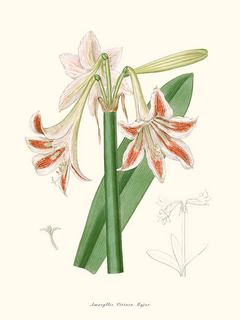 Image Amaryllis Vittata Major SE_AmaryllisVittataMajor