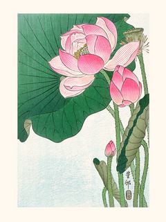 Ohara-Koson-Fleur-de-lotus-1910-1912-SE_Fleurdelotus