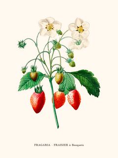 Image Fraisier, Pierre-Joseph Redouté SE_Fraisier