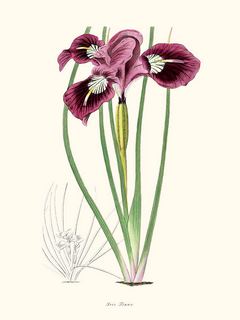 Iris-Te?nax-SE_IrisTenaxEdwards_sbotanicalregisterJLindley