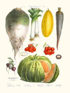 Legumes-anciens-Vilmorin-N8-Citrouille-SE_LegumesanciensVilmorinAndrieuxN8