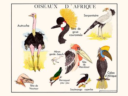 Image Les oiseaux d`Afrique SE_Oiseauxd_Afrique