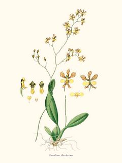 Oncidium-Barbatum-SE_OncidiumBarbatum