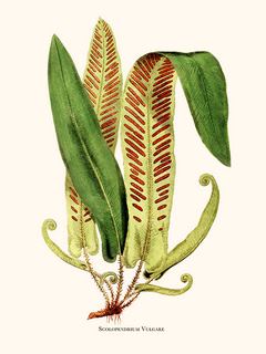 Image Scolopendrium Vulgare SE_ScolopendriumVulgare