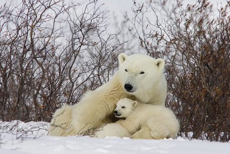 bga395395-Three-month-old-Polar-Bear-cubs-nursing-Matthias-Breiter-VINTAGE-