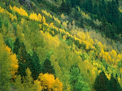 Image bga396614 Tim Fitzharris Aspen grove in fall colors, Gunnison Nat