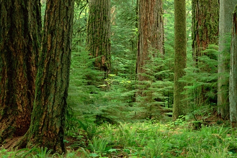 Image bga452926 Gerry Ellis Douglas Fir old growth forest, Vancouver