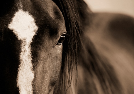 Image d801d Dark Eyes cheval cheveaux   Lisa Dearing