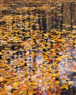 Image g979d Autumn Detail John Gavrilis PAYSAGE