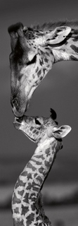 gogv13346-Masai-mara-Giraffes-girafe---Marilyn-Parver