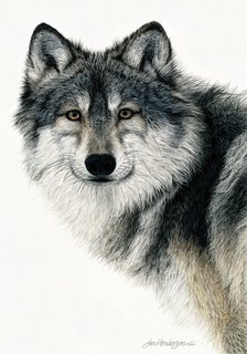 h686d-Silent-Watch-loup---Jan-Henderson