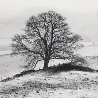 ig3169-Misty-Tree-Peak-District--England-PAYSAGE---Dave-Butcher