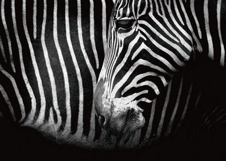 ig4930-Closer-zebre---Marina-Cano