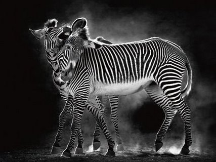 ig4985-Wild-Dance-zebre---Marina-Cano