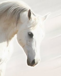 Image ig6782 Pegasus III cheval chevaux   Kari Brooks