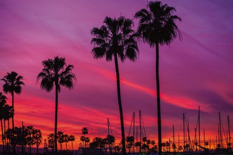 ig8617-Black-Palms--Tom-Lichtenwalter