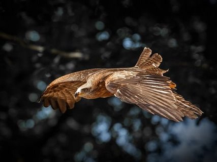 ig8751-Red-Kite-flies-aigle---Ronin