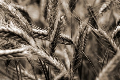 Image ig8900 Sommertraum I PAYSAGE   Uwe Steger