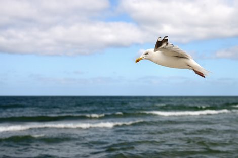 Image ig8943 Lonely Bird oiseaux   Uwe Steger