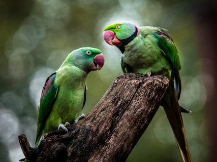 Image ig9007 Green Parrot II perroquet   Ronin