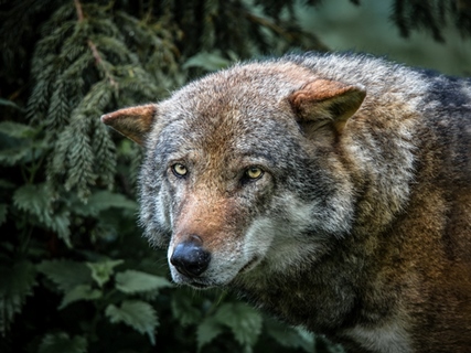 Image ig9009 Lone Wolf loup   Ronin