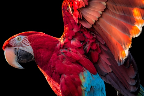 Image ig9151 Parrot Wings Ronin perroquet