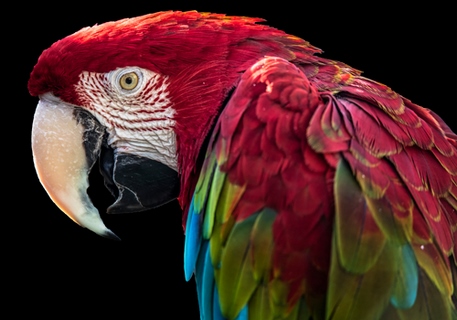 Image ig9152 Ara Parrot Ronin perroquet