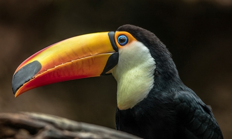 ig9154-The-Toucan-Ronin-ANIMAUX-
