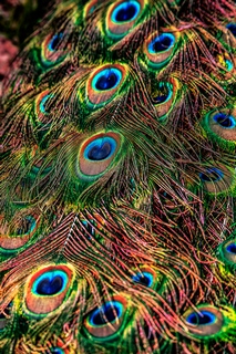 Image ig9162 Peacock Feathers Ronin paon