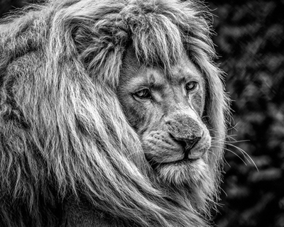 Image ig9164 the male Lion Ronin ANIMAUX 
