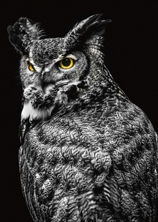 ig9179-Wisdom-Owl-II-Ronin-hiboux